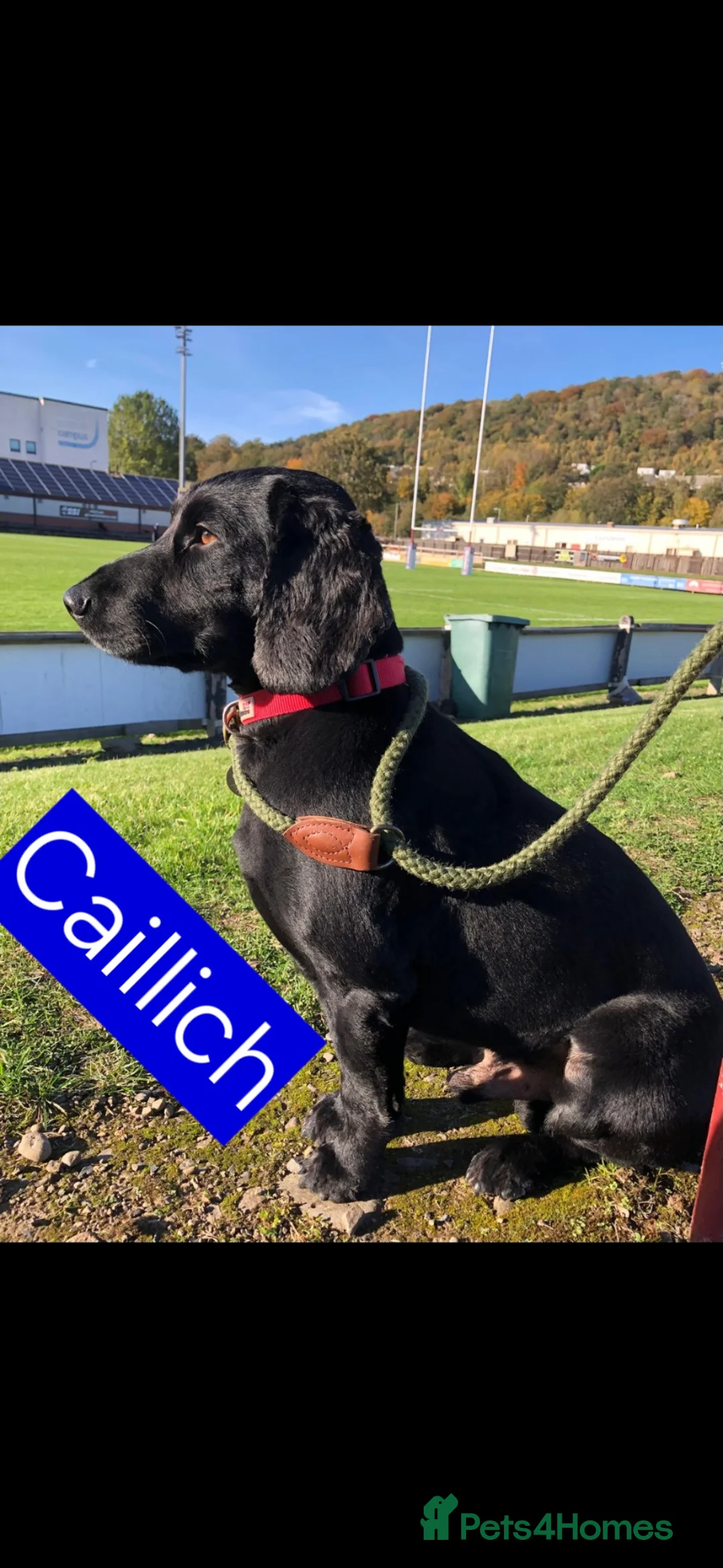 Cockapoo dogs for sale: Cockerpoo's  in Galashiels - Advert 2