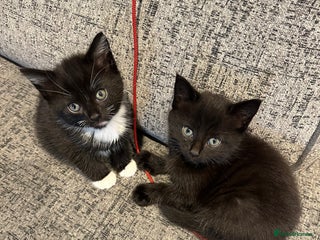 Mixed Breed cats - Advert 15