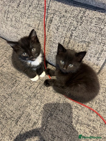 Mixed Breed cats - Advert 12