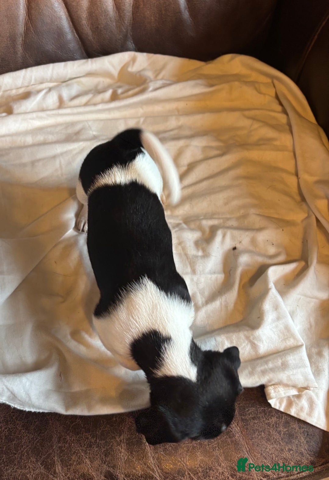 Jack Russell dogs for sale: Jack Russell puppies for sale - Image 4