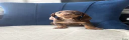 Miniature Dachshund dogs for sale: Miniature Dachshunds  - Advert 11