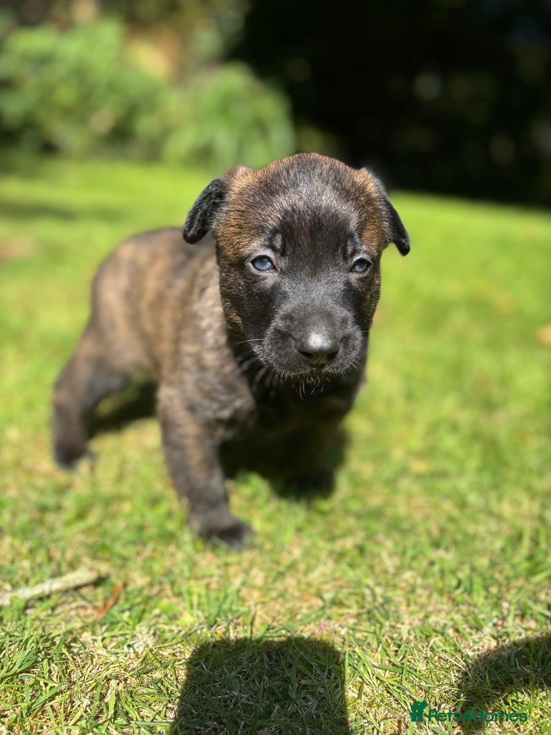 Belgian Shepherd Dog dogs for sale: Dutch herder puppies  - Image 7