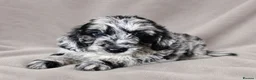 Poodle dogs for stud:  CHOCOLATE MERLE PHANTOM CARRYING PARTI - Advert 4