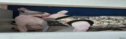 Sphynx cats for sale: Blue eye sphynx boy, DBE TICA  GCCF,  kitten  - Advert 7