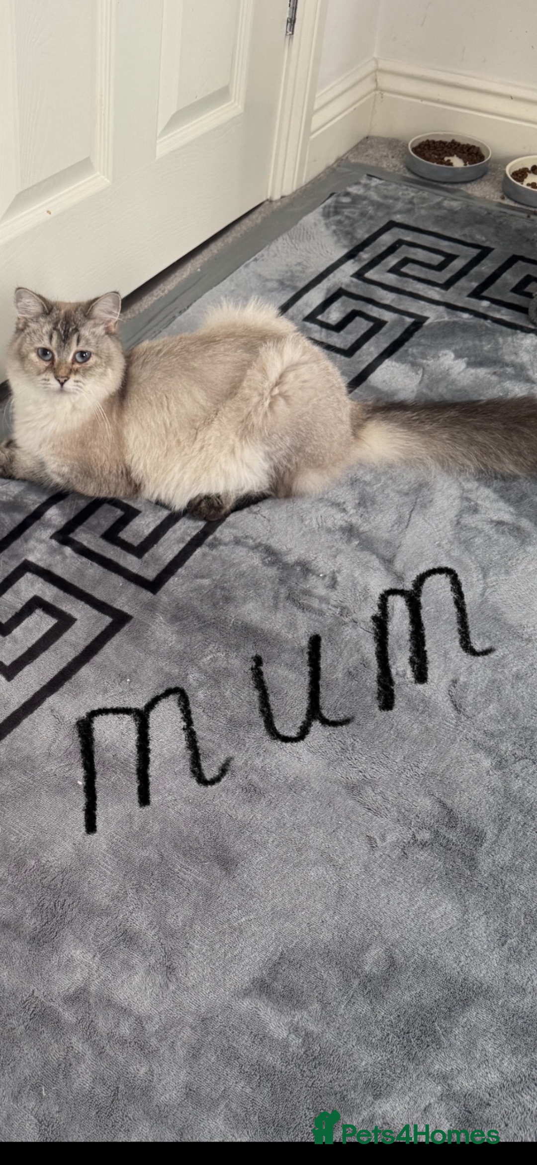 Scottish Fold cats for sale: Scottish pedigree plush kitten last - Advert 8