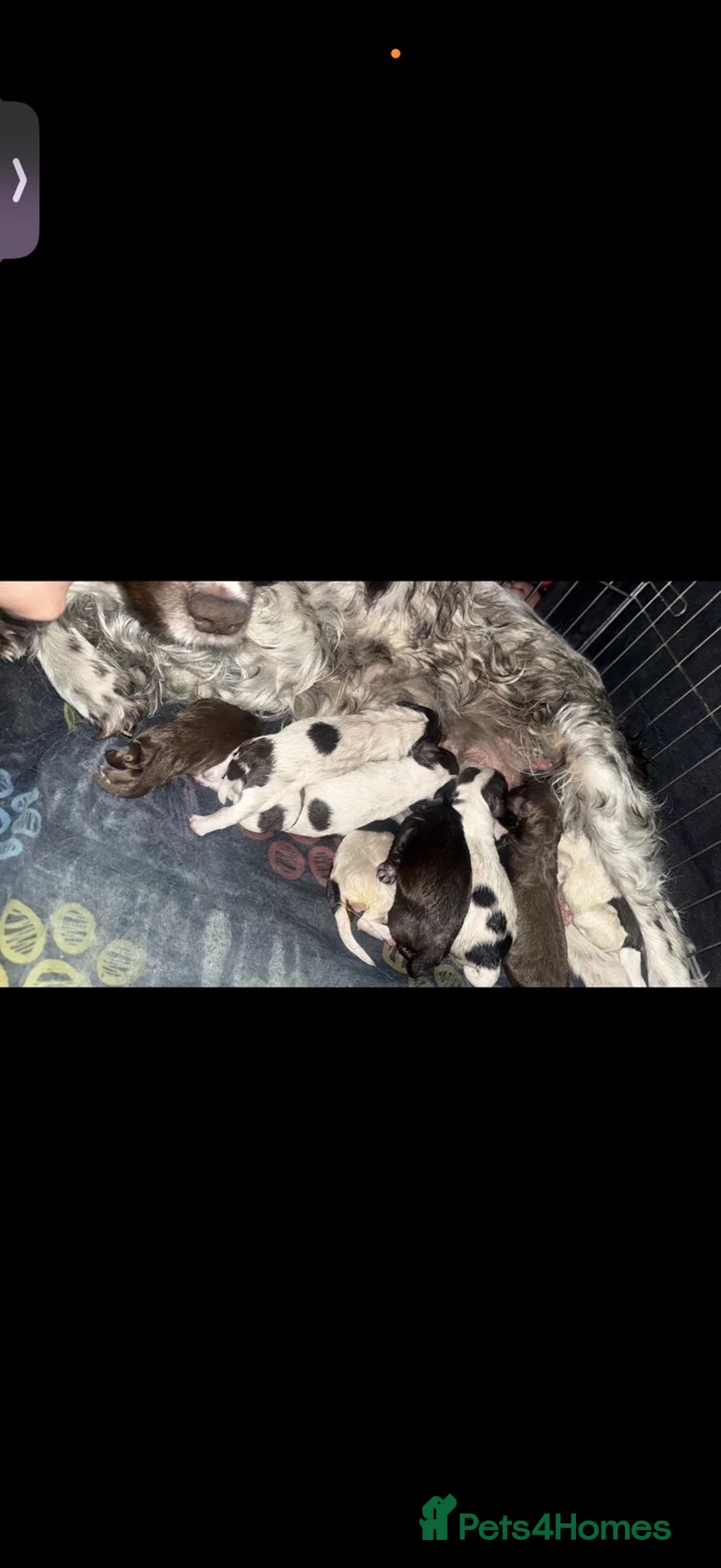 Sprocker dogs for sale: Beautiful Sprocker Spaniel Puppies for Sale!  in Sheffield - Advert 1