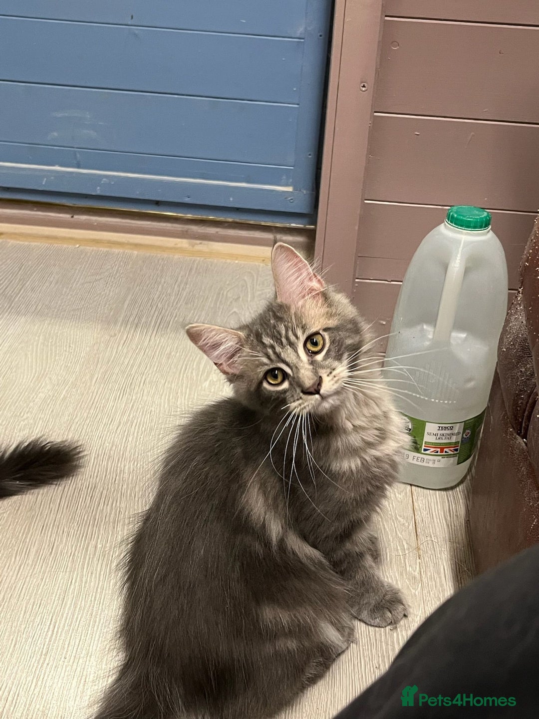 Maine Coon cats for sale: 2 Maine Coon Boys Ready To Go! - Image 12