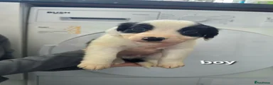 Mixed Breed Puppy 2