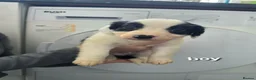 Mixed Breed dogs for sale: Cocker spaniel cross border collie - Advert 6