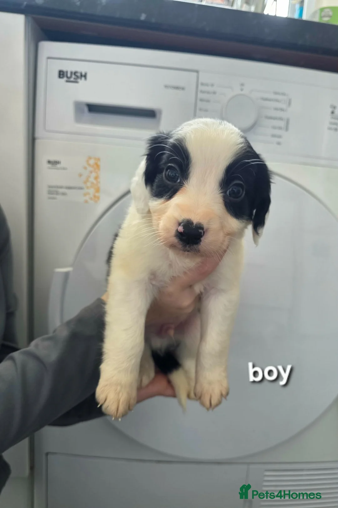 Mixed Breed dogs for sale: Cocker spaniel cross border collie - Advert 29