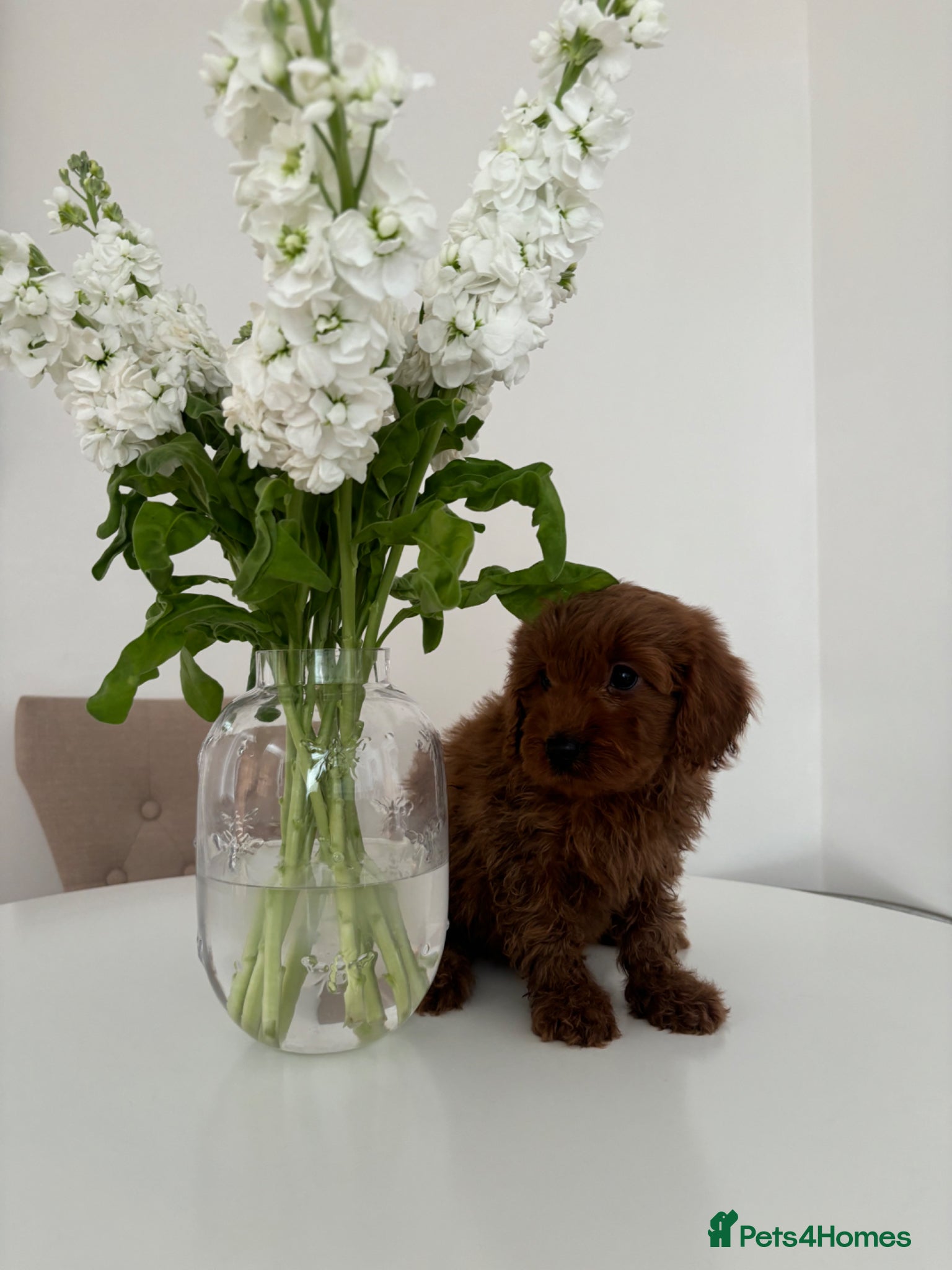 Cavapoo dogs F1 fox red CAVAPOO puppies  - Advert 2