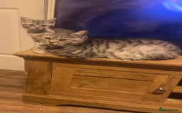 British Shorthair cats for sale: Beautiful British shorthairs for a loving home - Advert 3