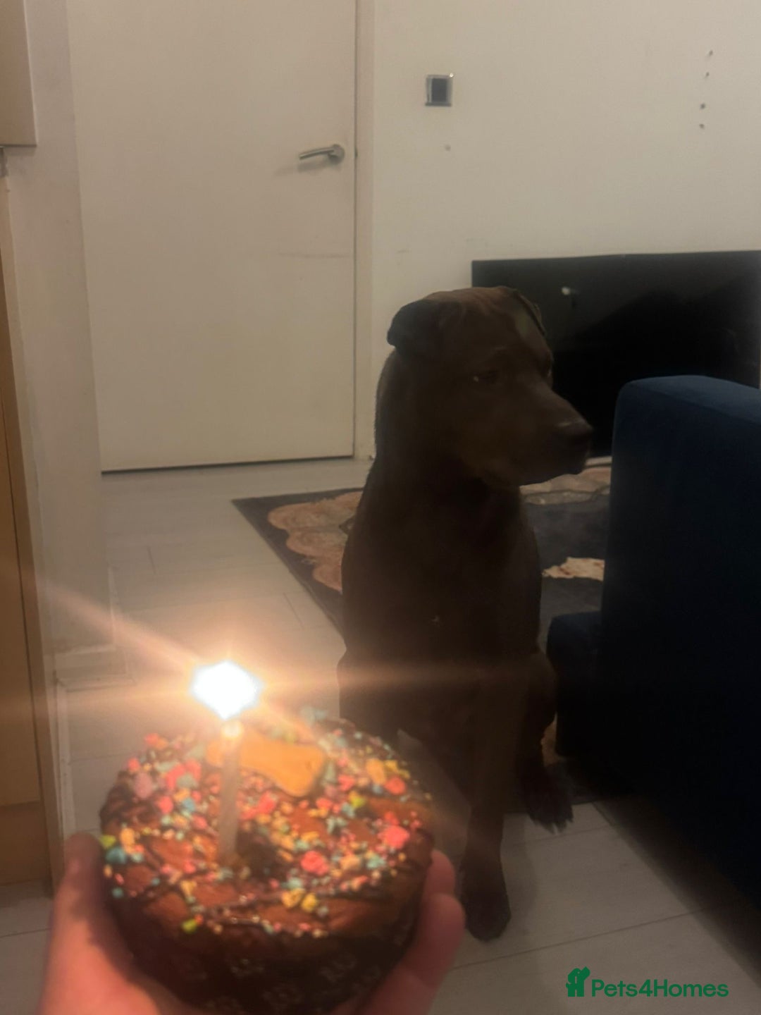 Mixed Breed dogs for stud: 🐾 STUD SERVICE AVAILABLE 🐾  - Advert 5