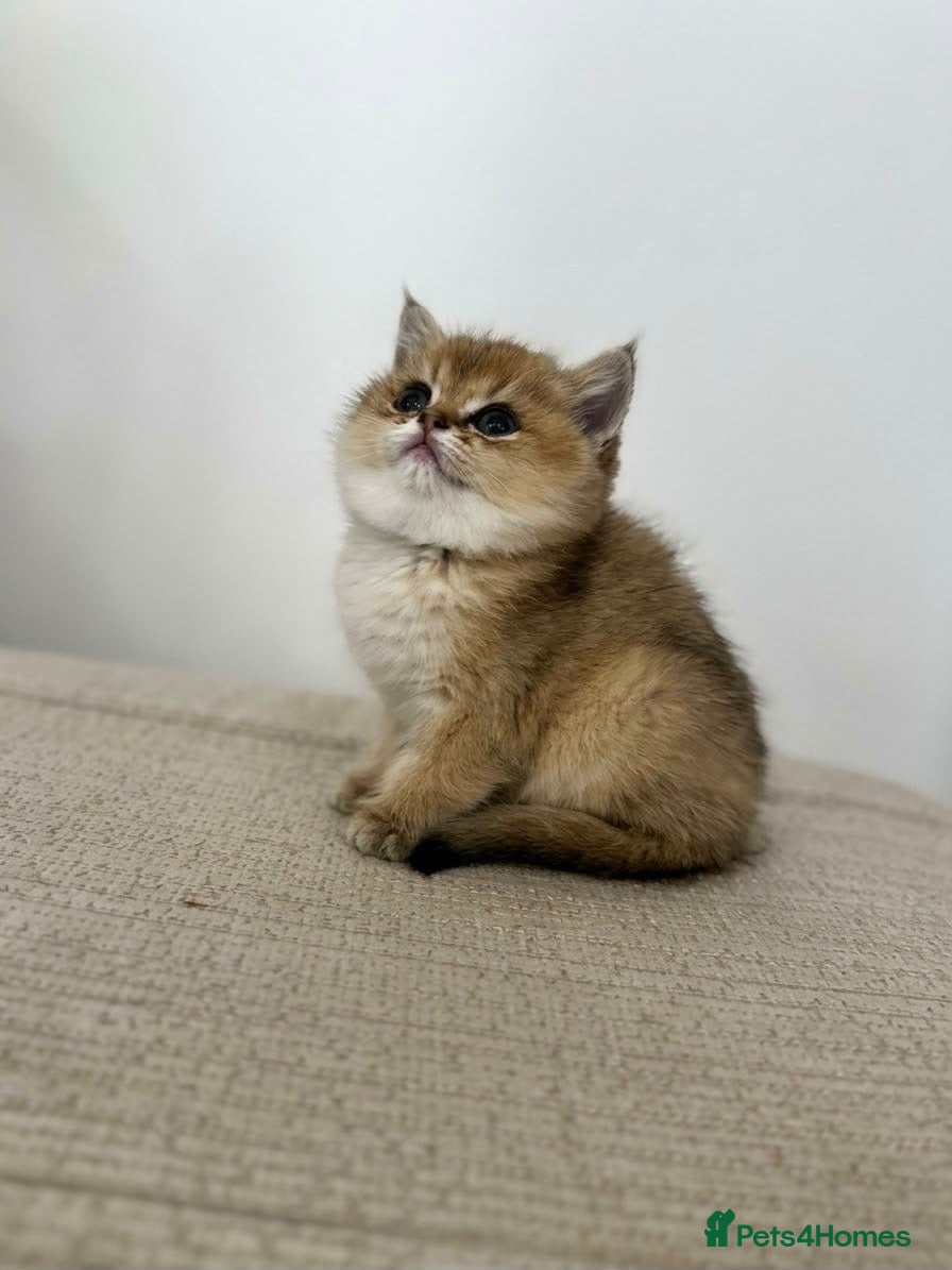 British Shorthair cats  British Golden Shorthair TikTok-sushikardi - Advert 2
