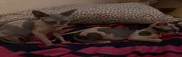 Sphynx cats for sale: Two gorgeous Sphynx kittens  in Sheffield - Advert 4