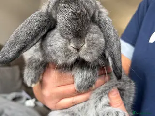 French Lop rabbits French lops - Advert 6