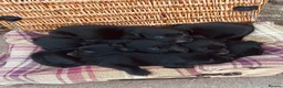 Labrador Retriever dogs for sale: Beautiful KC black Labrador puppies in Scarborough - Advert 6