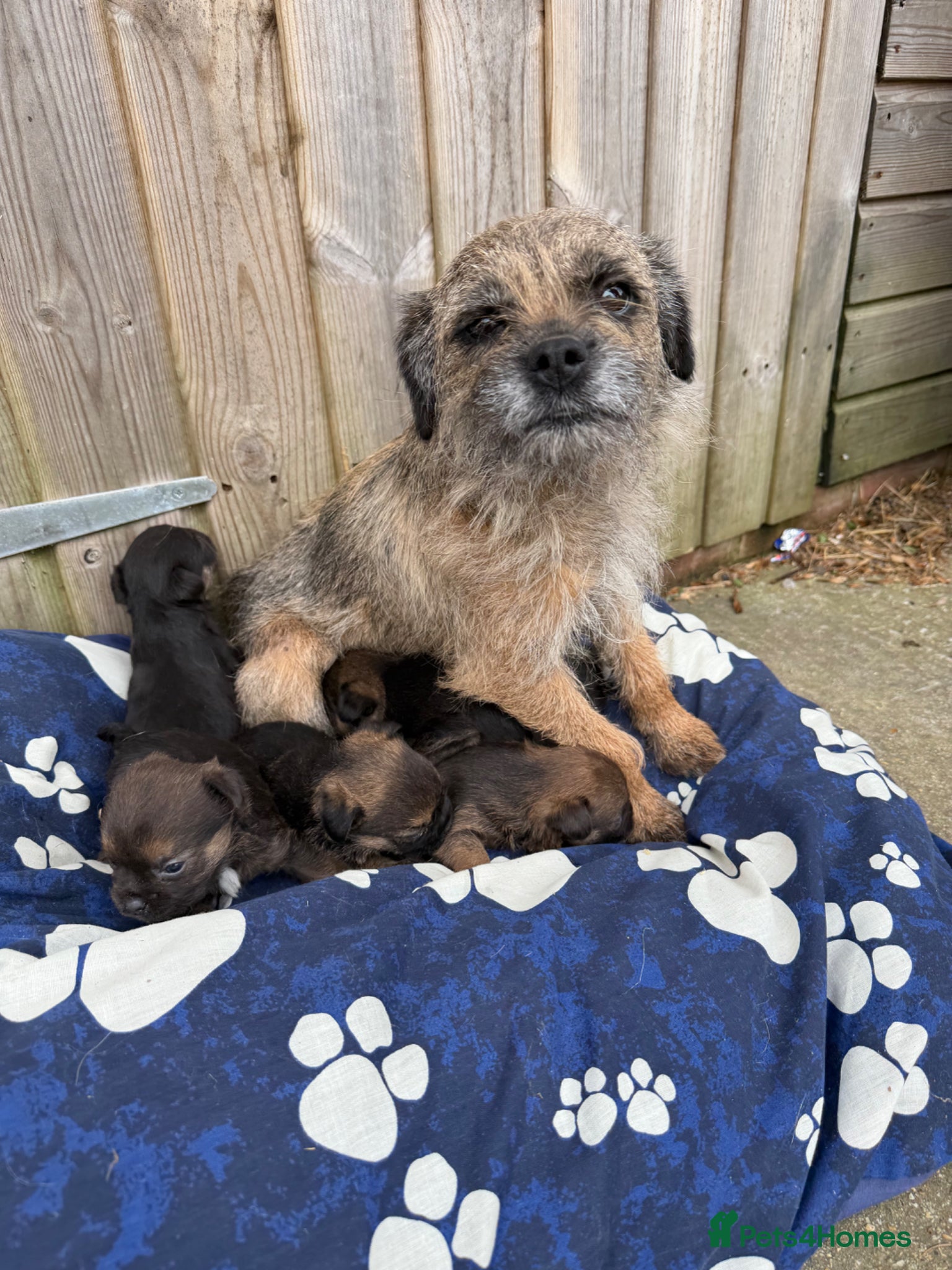 Border Terrier dogs Border terrior puppy’s  - Advert 5