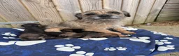 Border Terrier dogs for sale: Border terrior puppy’s  - Advert 1