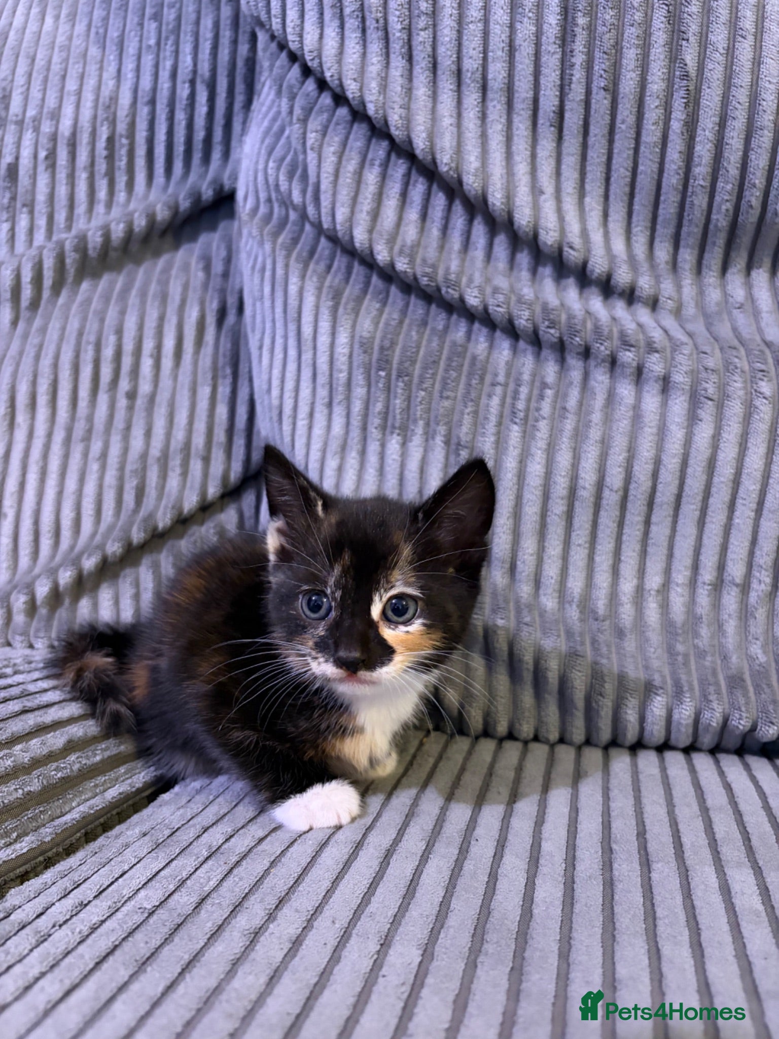 Mixed Breed cats Gorgeous Kittens😍 Ready To Leave Now! - Advert 1