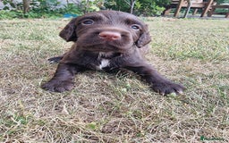 Cocker Spaniel dogs for sale: KC registered cocker spaniels - Image 14