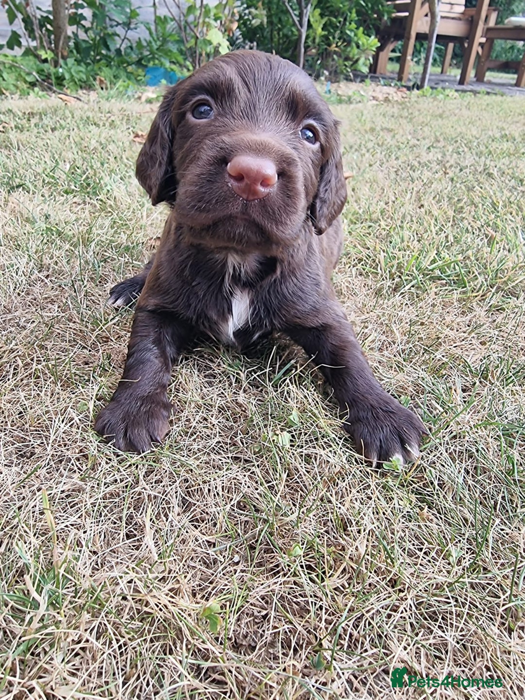Cocker Spaniel dogs for sale: KC registered cocker spaniels - Image 14