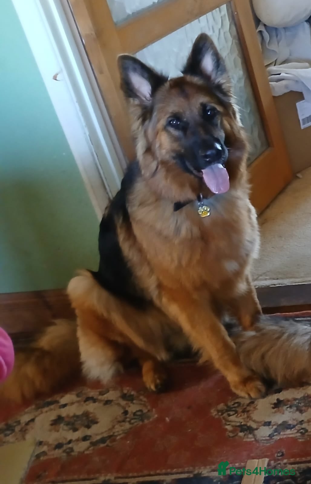 German Shepherd dogs German shepherd bitch  - Advert 15