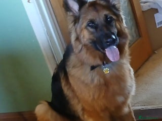 German Shepherd dogs German shepherd bitch - Advert 1