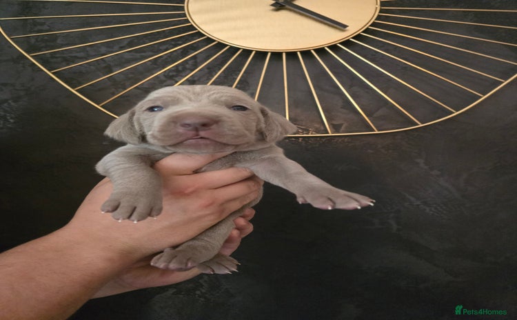 Weimaraner dogs - Advert 2