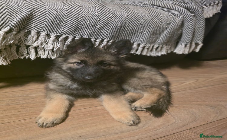 German Shepherd dogs German shepard puppies !ready to leave ! - Advert 14