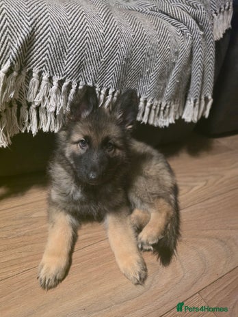 German Shepherd dogs German shepard puppies !ready to leave ! - Advert 1