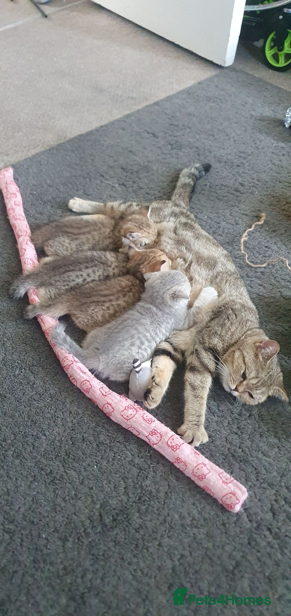 British Shorthair cats British Shorthair Blue & Black Gold Spotted Tabby  - Advert 8