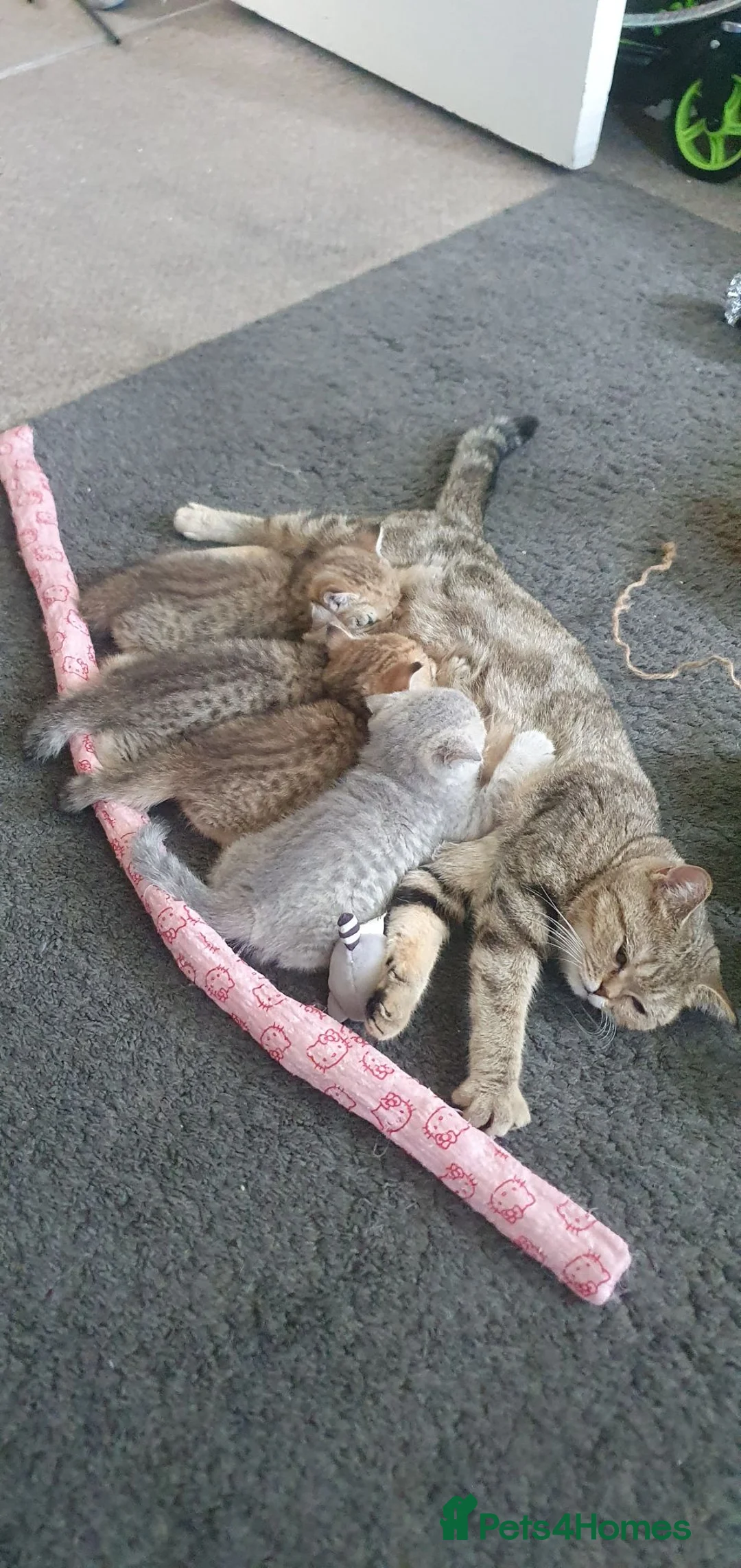 British Shorthair cats for sale: British Shorthair Blue & Black Gold Spotted Tabby  - Advert 1
