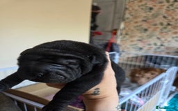 Shar Pei dogs for sale: 3x beautiful shar pei puppies  - Image 1