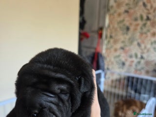 Shar Pei dogs - Advert 7