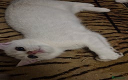 British Shorthair cats for sale: Ready now British silver shorthair Gccf registered - Image 11