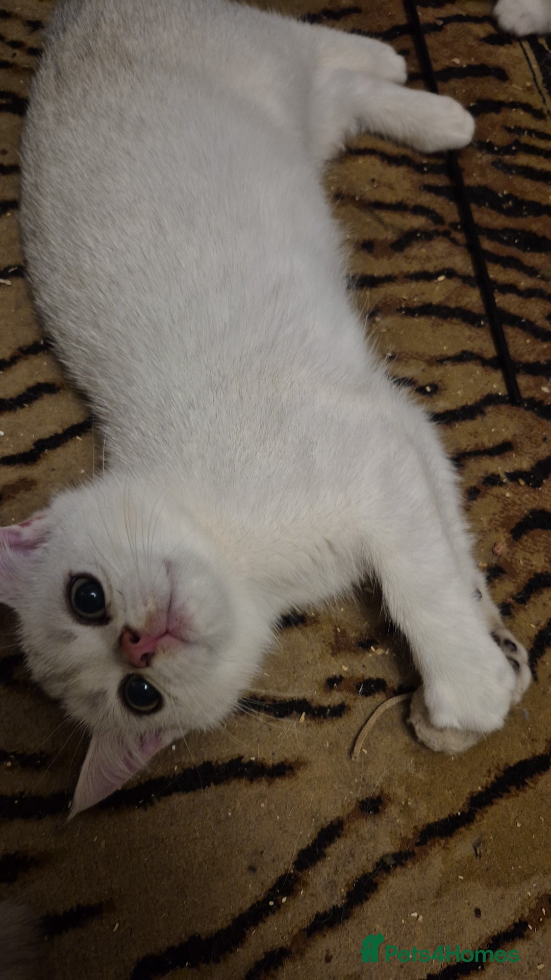 British Shorthair cats for sale: Ready now British silver shorthair Gccf registered - Image 11