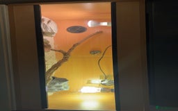 Bearded Dragon reptiles for sale: 9 month old bearded dragon for sale with vivarium - Image 4