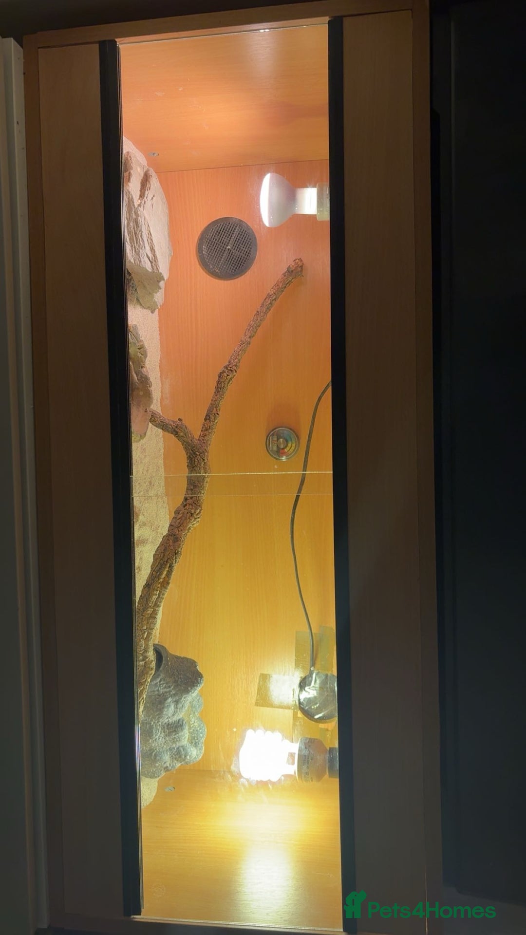 Bearded Dragon reptiles for sale: 9 month old bearded dragon for sale with vivarium - Image 4