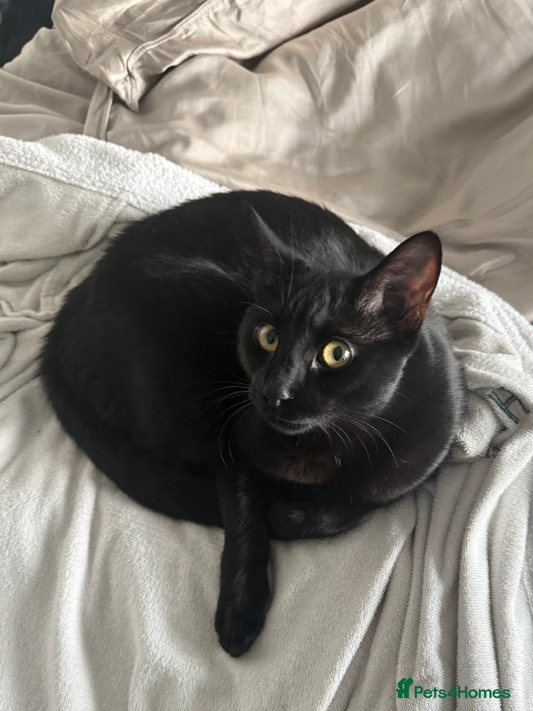 Mixed Breed cats for sale: Energetic Black Cat Looking for Active Loving Home - Advert 18