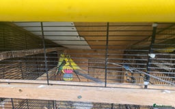 Budgerigars birds for sale: Budgies  - Image 1