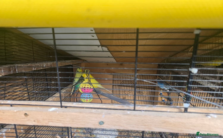 Budgerigars birds - Advert 18