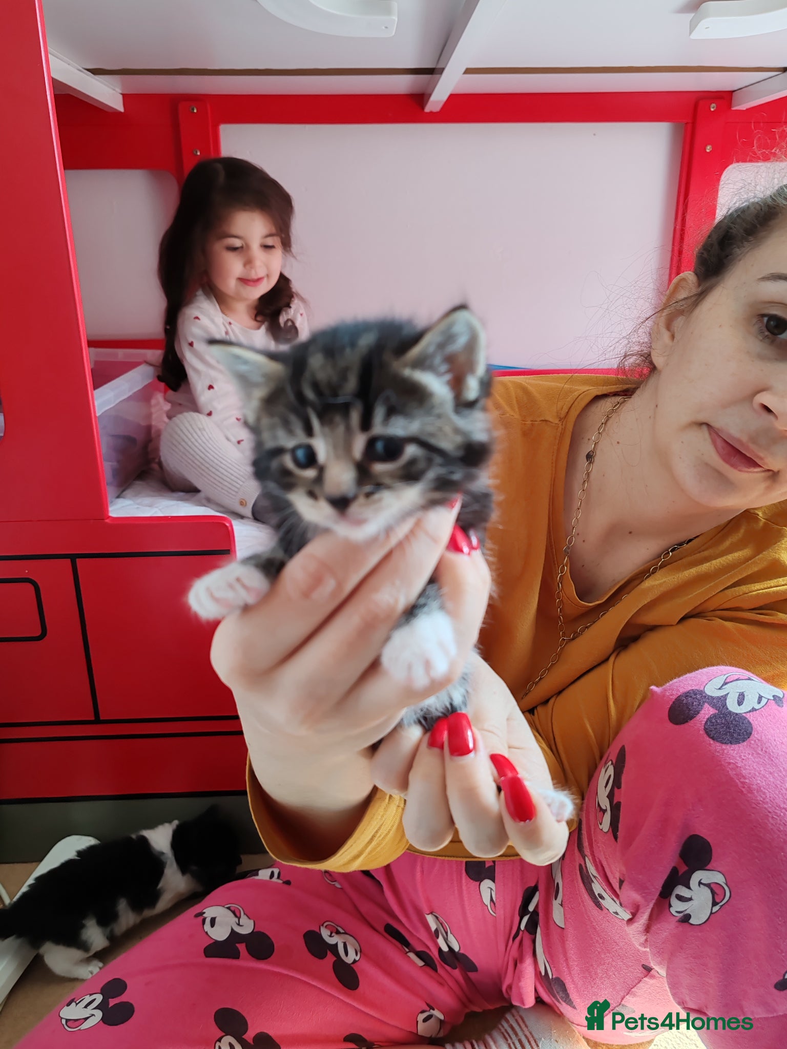 Mixed Breed cats Lovely kittens  - Advert 2