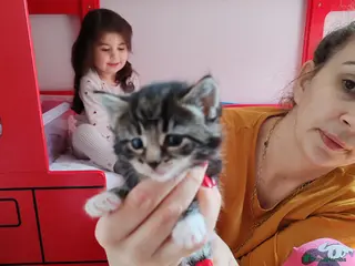 Mixed Breed cats Lovely kittens - Advert 2