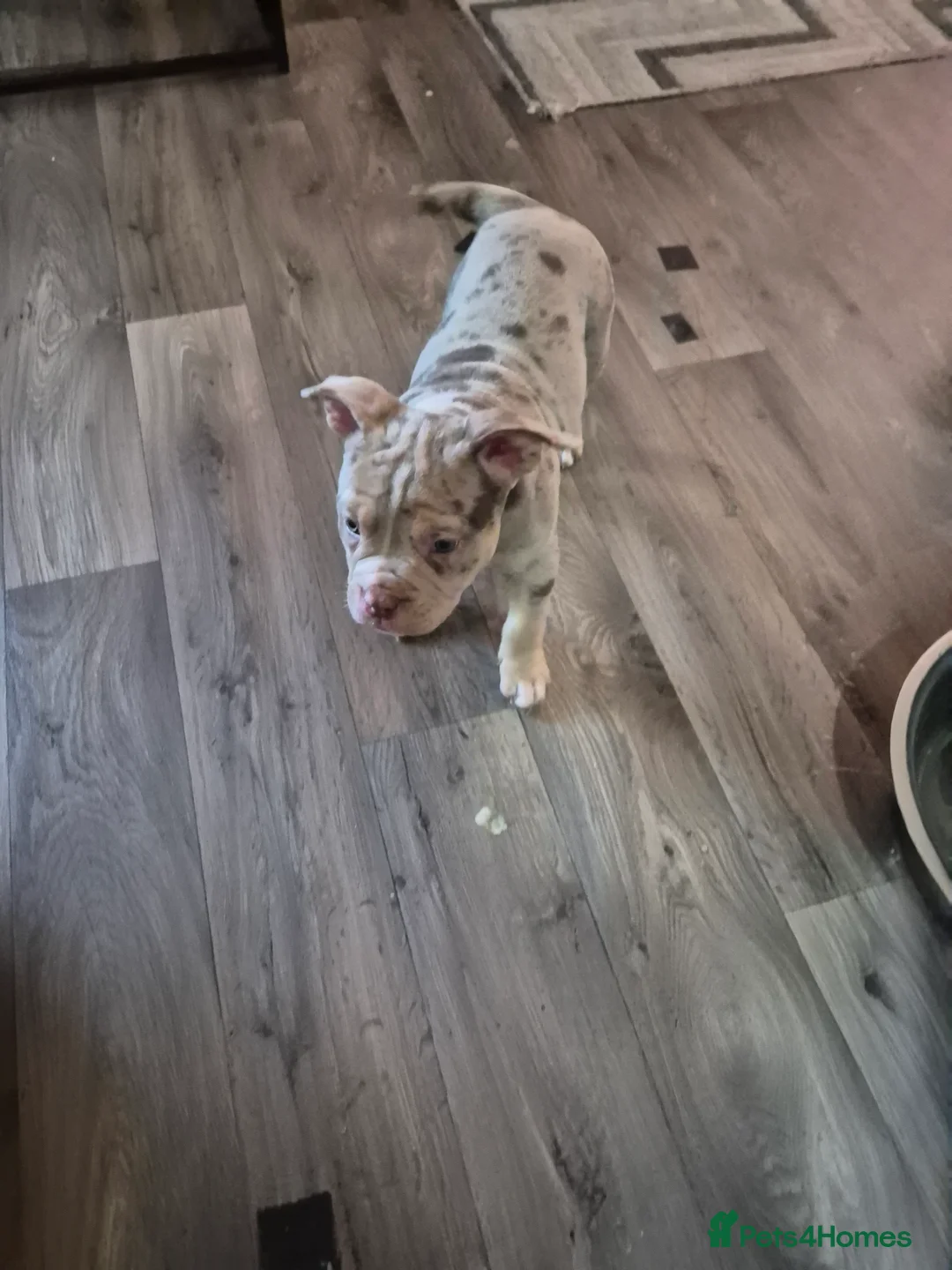 American Bully dogs for sale: Pocket bully  - Advert 3