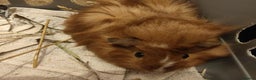 Guinea Pig rodents for sale: Baby Guinea pigs - Advert 6