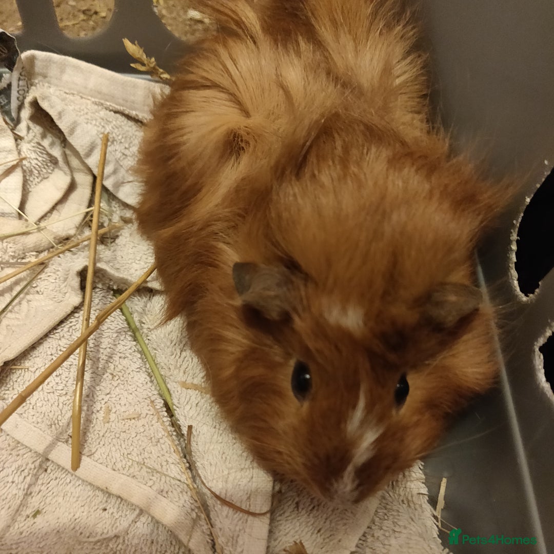 Guinea Pig rodents for sale: Baby Guinea pigs - Advert 6