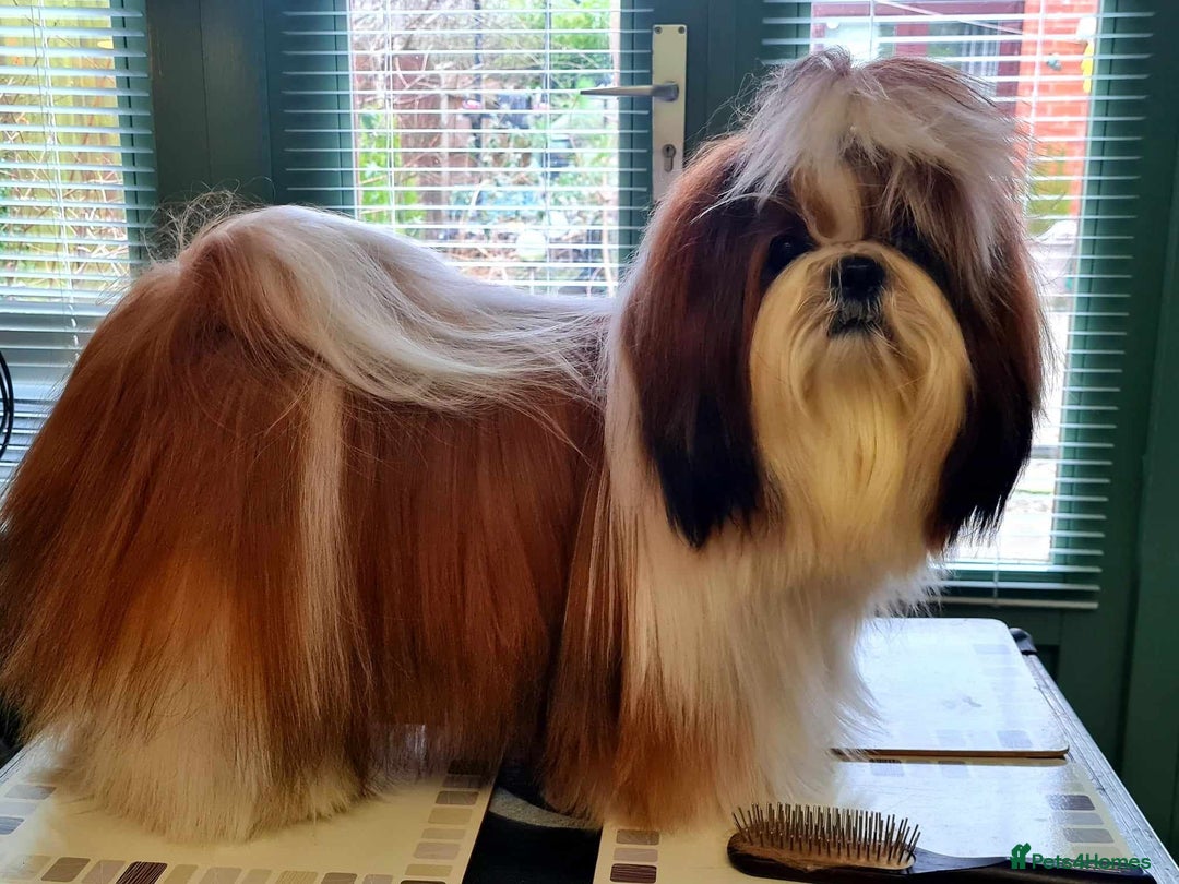 Shih Tzu dogs for sale: Kc reg gold and white💖14 dna health tested clr - Image 2