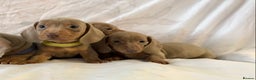 Miniature Dachshund dogs for sale: Miniature dachshund Isabella puppies  - Advert 7