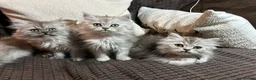 Persian cats for sale: Stunning Cuddly Chinchilla Persian Babies❤️ - Advert 8